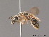  (Halictus tricinetus - BC ZSM HYM 09278)  @11 [ ] CreativeCommons - Attribution Non-Commercial Share-Alike (2011) Stefan Schmidt SNSB, Zoologische Staatssammlung Muenchen