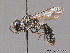  ( - BC ZSM HYM 09291)  @11 [ ] CreativeCommons - Attribution Non-Commercial Share-Alike (2011) Stefan Schmidt SNSB, Zoologische Staatssammlung Muenchen