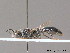  ( - BC ZSM HYM 09292)  @11 [ ] CreativeCommons - Attribution Non-Commercial Share-Alike (2011) Stefan Schmidt SNSB, Zoologische Staatssammlung Muenchen
