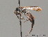  ( - BC ZSM HYM 09297)  @11 [ ] CreativeCommons - Attribution Non-Commercial Share-Alike (2011) Stefan Schmidt SNSB, Zoologische Staatssammlung Muenchen