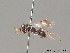  ( - BC ZSM HYM 09304)  @11 [ ] CreativeCommons - Attribution Non-Commercial Share-Alike (2011) Stefan Schmidt SNSB, Zoologische Staatssammlung Muenchen