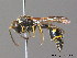  ( - BC ZSM HYM 09884)  @14 [ ] CreativeCommons - Attribution Non-Commercial Share-Alike (2011) Stefan Schmidt SNSB, Zoologische Staatssammlung Muenchen