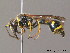  (Eumenes papillarius - BC ZSM HYM 09885)  @14 [ ] CreativeCommons - Attribution Non-Commercial Share-Alike (2011) Stefan Schmidt SNSB, Zoologische Staatssammlung Muenchen