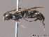  ( - BC ZSM HYM 09920)  @14 [ ] CreativeCommons - Attribution Non-Commercial Share-Alike (2011) Stefan Schmidt SNSB, Zoologische Staatssammlung Muenchen