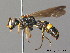  (Cerceris hortivaga - BC ZSM HYM 09925)  @14 [ ] CreativeCommons - Attribution Non-Commercial Share-Alike (2011) Stefan Schmidt SNSB, Zoologische Staatssammlung Muenchen