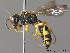  ( - BC ZSM HYM 09927)  @14 [ ] CreativeCommons - Attribution Non-Commercial Share-Alike (2011) Stefan Schmidt SNSB, Zoologische Staatssammlung Muenchen