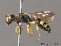  (Cerceris sabulosa - BC ZSM HYM 09929)  @14 [ ] CreativeCommons - Attribution Non-Commercial Share-Alike (2011) Stefan Schmidt SNSB, Zoologische Staatssammlung Muenchen