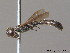  ( - BC ZSM HYM 09937)  @13 [ ] CreativeCommons - Attribution Non-Commercial Share-Alike (2011) Stefan Schmidt SNSB, Zoologische Staatssammlung Muenchen