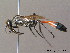  ( - BC ZSM HYM 09962)  @13 [ ] CreativeCommons - Attribution Non-Commercial Share-Alike (2011) Stefan Schmidt SNSB, Zoologische Staatssammlung Muenchen