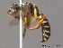  ( - BC ZSM HYM 09971)  @12 [ ] CreativeCommons - Attribution Non-Commercial Share-Alike (2011) Stefan Schmidt SNSB, Zoologische Staatssammlung Muenchen