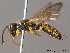  (Cerceris ruficornis - BC ZSM HYM 09972)  @15 [ ] CreativeCommons - Attribution Non-Commercial Share-Alike (2011) Stefan Schmidt SNSB, Zoologische Staatssammlung Muenchen
