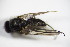  ( - DIP 05156)  @12 [ ] CreativeCommons - Attribution Non-Commercial Share-Alike (2015) Unspecified SNSB, Zoologische Staatssammlung Muenchen