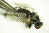  ( - DIP 05264)  @12 [ ] CreativeCommons - Attribution Non-Commercial Share-Alike (2015) Unspecified SNSB, Zoologische Staatssammlung Muenchen