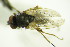  ( - DIP 05287)  @12 [ ] CreativeCommons - Attribution Non-Commercial Share-Alike (2015) Unspecified SNSB, Zoologische Staatssammlung Muenchen