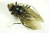  ( - DIP 05305)  @12 [ ] CreativeCommons - Attribution Non-Commercial Share-Alike (2015) Unspecified SNSB, Zoologische Staatssammlung Muenchen