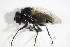  (Anthomyia bazini - DIP 05418)  @11 [ ] CreativeCommons - Attribution Non-Commercial Share-Alike (2015) Unspecified SNSB, Zoologische Staatssammlung Muenchen