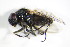  ( - DIP 05419)  @13 [ ] CreativeCommons - Attribution Non-Commercial Share-Alike (2015) Unspecified SNSB, Zoologische Staatssammlung Muenchen