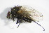  (Anthomyia liturata - DIP 05436)  @13 [ ] CreativeCommons - Attribution Non-Commercial Share-Alike (2015) Unspecified SNSB, Zoologische Staatssammlung Muenchen