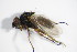  ( - DIP 05459)  @12 [ ] CreativeCommons - Attribution Non-Commercial Share-Alike (2015) Unspecified SNSB, Zoologische Staatssammlung Muenchen