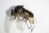  ( - DIP 05486)  @12 [ ] CreativeCommons - Attribution Non-Commercial Share-Alike (2015) Unspecified SNSB, Zoologische Staatssammlung Muenchen