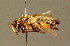  (Andreninae - BC ZSM HYM 01382)  @15 [ ] CreativeCommons - Attribution Non-Commercial Share-Alike (2010) Unspecified SNSB, Zoologische Staatssammlung Muenchen
