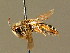  (Andrena pallitarsis - BC ZSM HYM 01384)  @14 [ ] CreativeCommons - Attribution Non-Commercial Share-Alike (2010) Unspecified SNSB, Zoologische Staatssammlung Muenchen