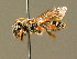  ( - BC ZSM HYM 01385)  @14 [ ] CreativeCommons - Attribution Non-Commercial Share-Alike (2010) Unspecified SNSB, Zoologische Staatssammlung Muenchen