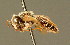  ( - BC ZSM HYM 01386)  @11 [ ] CreativeCommons - Attribution Non-Commercial Share-Alike (2010) Unspecified SNSB, Zoologische Staatssammlung Muenchen