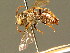  ( - BC ZSM HYM 01387)  @11 [ ] CreativeCommons - Attribution Non-Commercial Share-Alike (2010) Unspecified SNSB, Zoologische Staatssammlung Muenchen