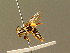  (Andrena pastellensis - BC ZSM HYM 01400)  @14 [ ] CreativeCommons - Attribution Non-Commercial Share-Alike (2010) Unspecified SNSB, Zoologische Staatssammlung Muenchen