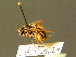 (Andrena rhenana - BC ZSM HYM 01401)  @15 [ ] CreativeCommons - Attribution Non-Commercial Share-Alike (2010) Unspecified SNSB, Zoologische Staatssammlung Muenchen