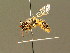 ( - BC ZSM HYM 01403)  @11 [ ] CreativeCommons - Attribution Non-Commercial Share-Alike (2010) Unspecified SNSB, Zoologische Staatssammlung Muenchen