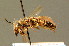  ( - BC ZSM HYM 01406)  @11 [ ] CreativeCommons - Attribution Non-Commercial Share-Alike (2010) Unspecified SNSB, Zoologische Staatssammlung Muenchen