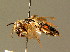  ( - BC ZSM HYM 01407)  @11 [ ] CreativeCommons - Attribution Non-Commercial Share-Alike (2010) Unspecified SNSB, Zoologische Staatssammlung Muenchen