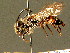  ( - BC ZSM HYM 01408)  @11 [ ] CreativeCommons - Attribution Non-Commercial Share-Alike (2010) Unspecified SNSB, Zoologische Staatssammlung Muenchen