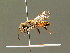  ( - BC ZSM HYM 01409)  @11 [ ] CreativeCommons - Attribution Non-Commercial Share-Alike (2010) Unspecified SNSB, Zoologische Staatssammlung Muenchen