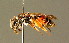  ( - BC ZSM HYM 01413)  @11 [ ] CreativeCommons - Attribution Non-Commercial Share-Alike (2010) Unspecified SNSB, Zoologische Staatssammlung Muenchen