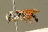  ( - BC ZSM HYM 01414)  @11 [ ] CreativeCommons - Attribution Non-Commercial Share-Alike (2010) Unspecified SNSB, Zoologische Staatssammlung Muenchen