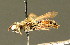  ( - BC ZSM HYM 01415)  @11 [ ] CreativeCommons - Attribution Non-Commercial Share-Alike (2010) Unspecified SNSB, Zoologische Staatssammlung Muenchen