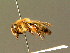  ( - BC ZSM HYM 01420)  @11 [ ] CreativeCommons - Attribution Non-Commercial Share-Alike (2010) Unspecified SNSB, Zoologische Staatssammlung Muenchen