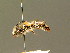  ( - BC ZSM HYM 01425)  @11 [ ] CreativeCommons - Attribution Non-Commercial Share-Alike (2010) Unspecified SNSB, Zoologische Staatssammlung Muenchen