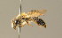  ( - BC ZSM HYM 01426)  @11 [ ] CreativeCommons - Attribution Non-Commercial Share-Alike (2010) Unspecified SNSB, Zoologische Staatssammlung Muenchen