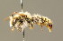  ( - BC ZSM HYM 01428)  @11 [ ] CreativeCommons - Attribution Non-Commercial Share-Alike (2010) Unspecified SNSB, Zoologische Staatssammlung Muenchen