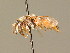  ( - BC ZSM HYM 01429)  @11 [ ] CreativeCommons - Attribution Non-Commercial Share-Alike (2010) Unspecified SNSB, Zoologische Staatssammlung Muenchen