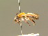  ( - BC ZSM HYM 01444)  @11 [ ] CreativeCommons - Attribution Non-Commercial Share-Alike (2010) Unspecified SNSB, Zoologische Staatssammlung Muenchen