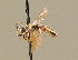  ( - BC ZSM HYM 01461)  @11 [ ] CreativeCommons - Attribution Non-Commercial Share-Alike (2010) Unspecified SNSB, Zoologische Staatssammlung Muenchen