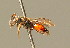  ( - BC ZSM HYM 01462)  @11 [ ] CreativeCommons - Attribution Non-Commercial Share-Alike (2010) Unspecified SNSB, Zoologische Staatssammlung Muenchen