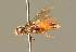  ( - BC ZSM HYM 01463)  @11 [ ] CreativeCommons - Attribution Non-Commercial Share-Alike (2010) Unspecified SNSB, Zoologische Staatssammlung Muenchen
