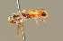  ( - BC ZSM HYM 01464)  @13 [ ] CreativeCommons - Attribution Non-Commercial Share-Alike (2010) Unspecified SNSB, Zoologische Staatssammlung Muenchen
