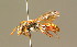  ( - BC ZSM HYM 01515)  @11 [ ] CreativeCommons - Attribution Non-Commercial Share-Alike (2010) Unspecified SNSB, Zoologische Staatssammlung Muenchen